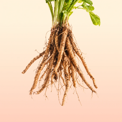 Chicory Root