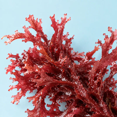 Red Sea Weed