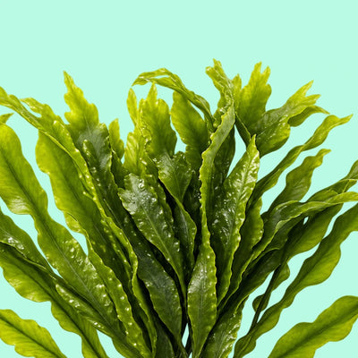 Spirulina
