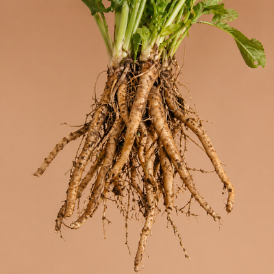 Chicory Root
