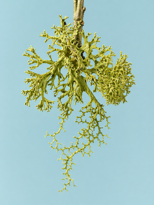 Lichen Root Extract