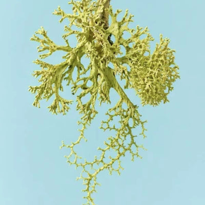Lichen Root